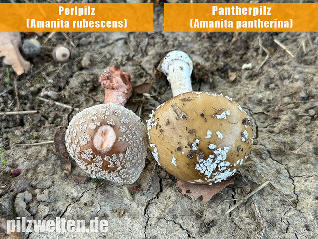 Pantherpilz, Pantherwulstling, Amanita pantherina