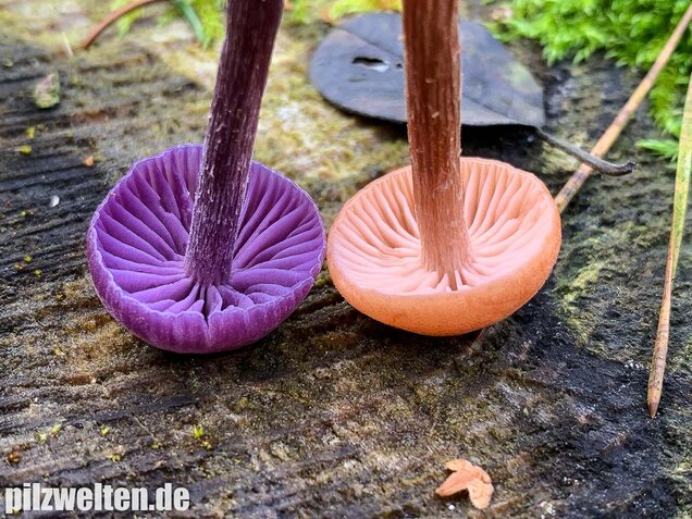 Rötlicher Lacktrichterling, Laccaria laccata