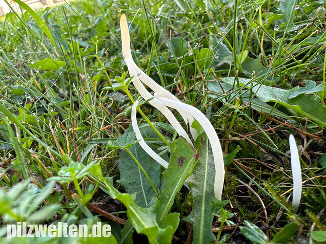 Wiesenkeule, Wurmförmige Keule, Clavaria fragilis
