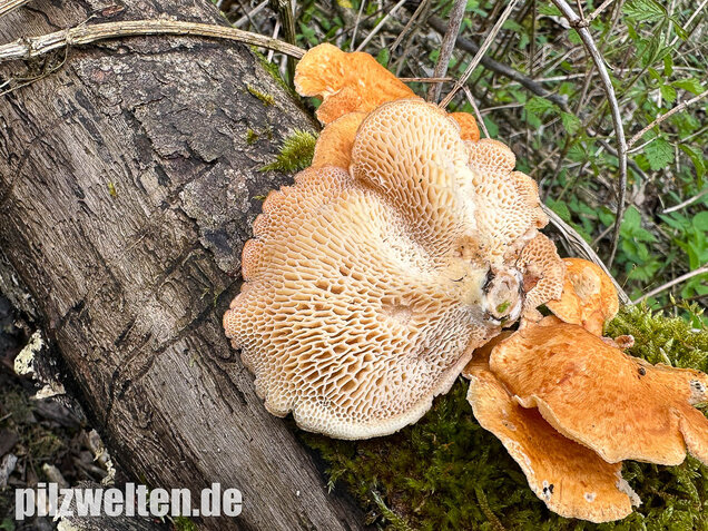 Bienenwabenporling, Waben-Stielporling, Neofavolus alveolaris