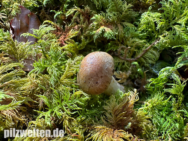 Olivgelber Schleimkopf, Cortinarius subtortus