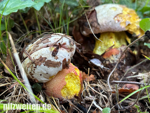 Blasshütiger Purpurröhrling, Rubroboletus rhodoxanthus
