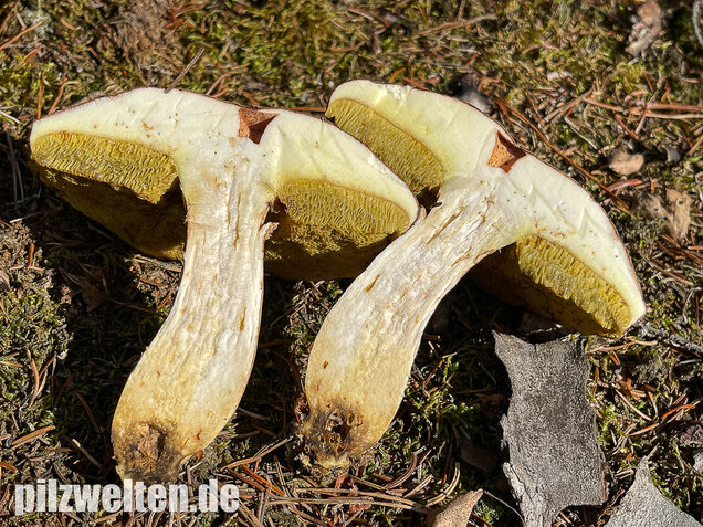 Brauner Filzröhrling, Braune Ziegenlippe, Xerocomus ferrugineus