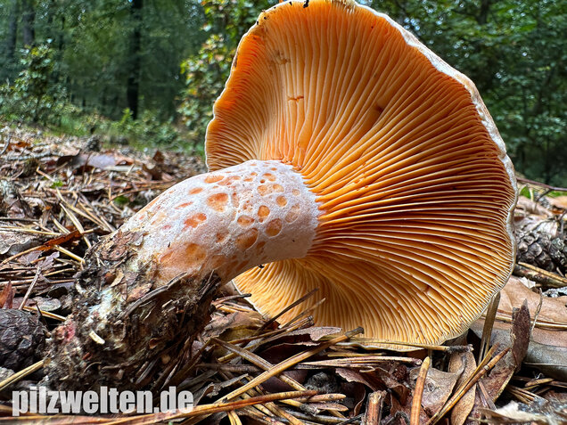 Edelreizker, Kiefernreizker, Blutreizker, Lactarius deliciosus