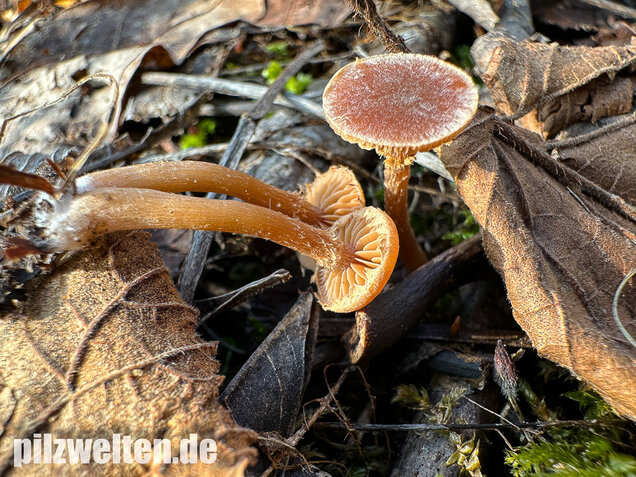 Flockiger Trompetenschnitzling, Tubaria conspersa
