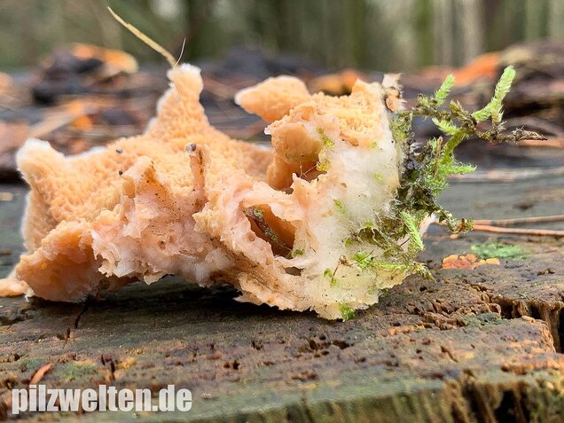Gallertfleischiger Fältling, Phlebia tremellosa