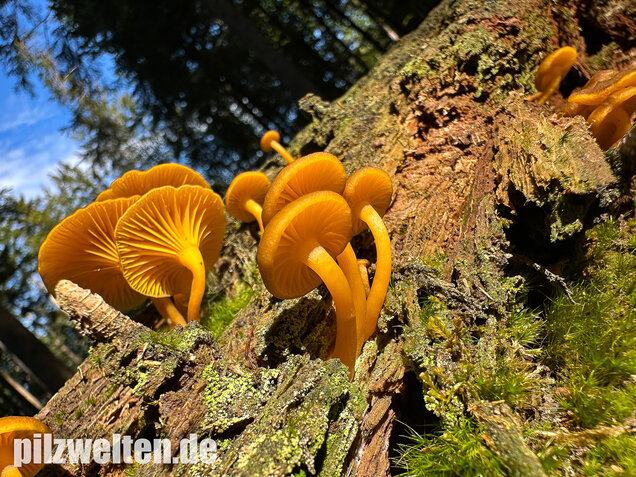 Gelbblättriger Holznabeling, Chrysomphalina chrysophylla