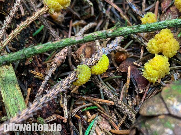 Gelbes Fadenkeulchen, Stemonitis flavogenita