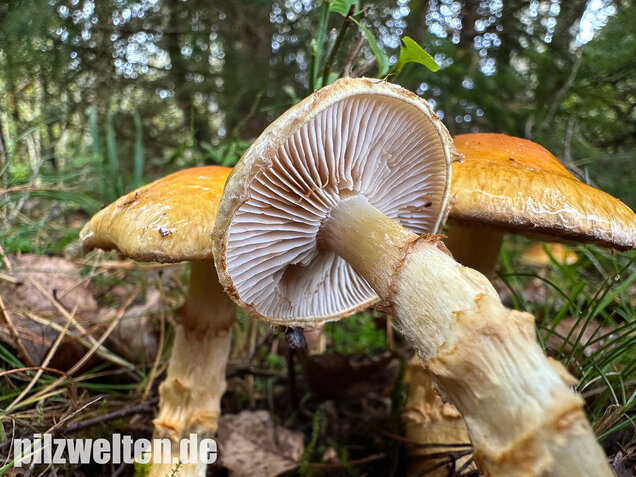 Gelbgestiefelter Schleimkopf, Phlegmacium triumphans