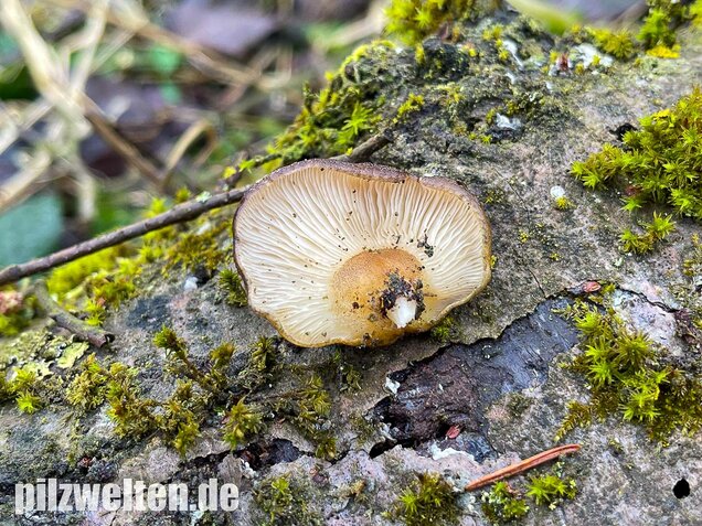 Gelbstieliger Muschelseitling, Sarcomyxa serotina