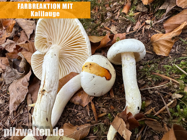 Gelbverfärbender Schneckling, Hygrophorus discoxanthus