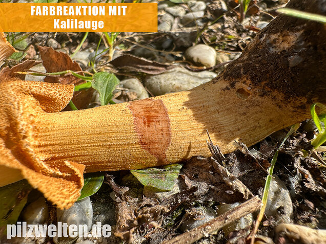 Glimmerschüppling, Phaeolepiota aurea