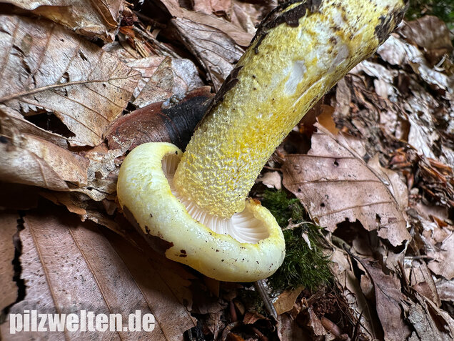 Goldzahn-Schneckling, Hygrophorus chrysodon