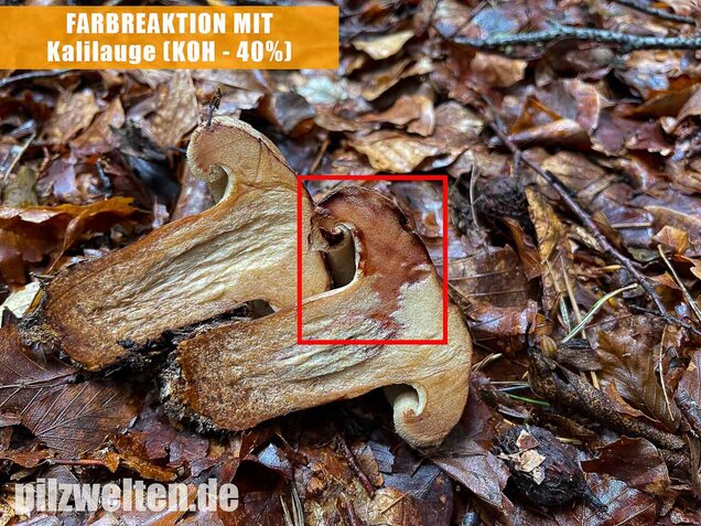 Großer Krempling, Paxillus validus