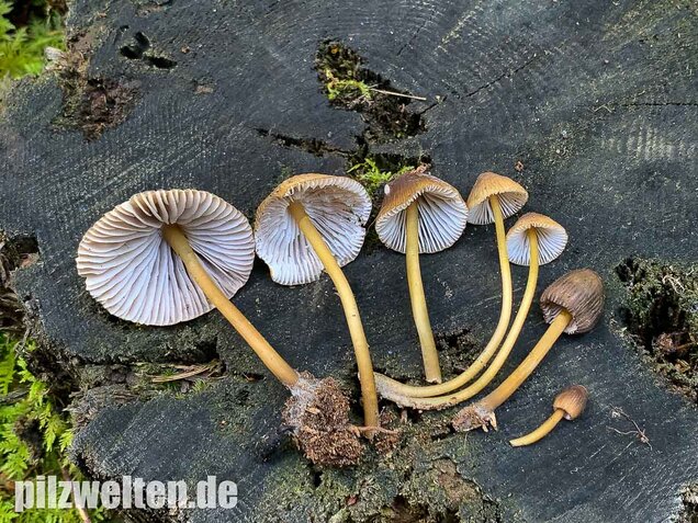 Grünschneidiger Helmling, Mycena viridimarginata