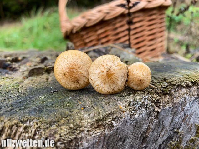 Gummischüppling, Pholiota gummosa