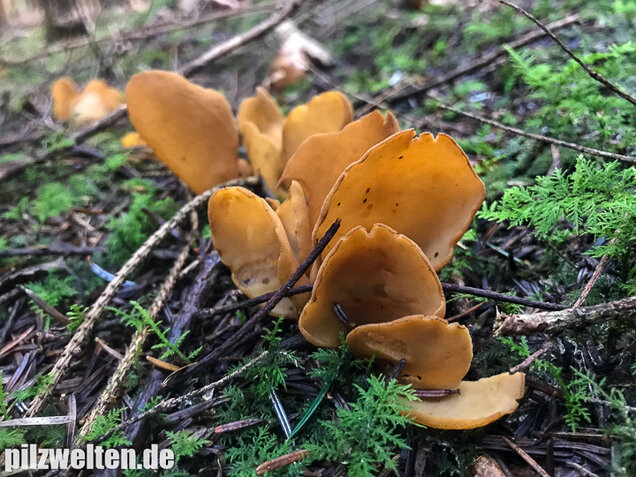 Hasenohrbecherling, Otidea leporina