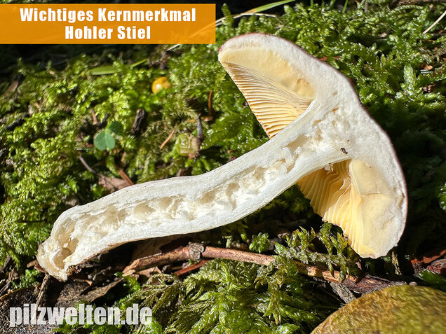 Hohlstieltäubling, Weißtannentäubling, Russula cavipes