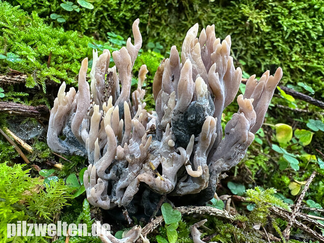 Korallenbefall, Korallenschimmel, Helminthosphaeria clavariarum
