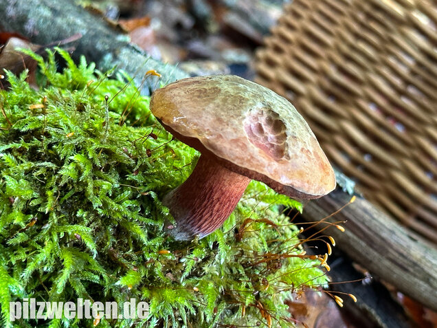 Kurznetziger Hexenröhrling, Suillellus mendax
