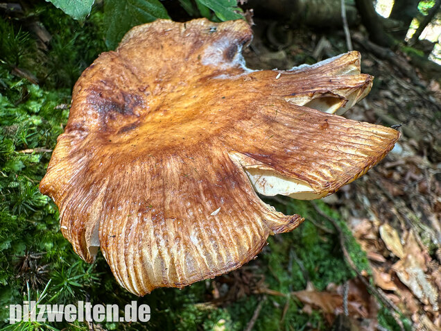 Morsetäubling, Marzipantäubling, Russula illota