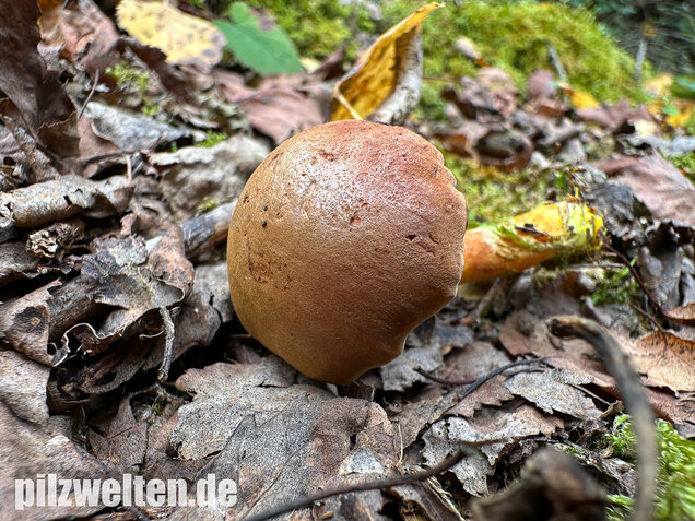 Pfefferröhrling, Chalciporus piperatus