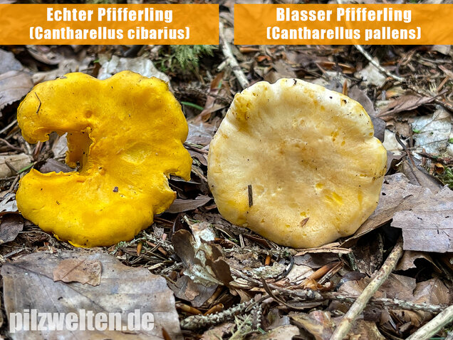 Blasser Pfifferling, Cantharellus pallens