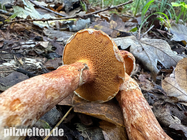 Rostroter Lärchenröhrling, Suillus tridentinus