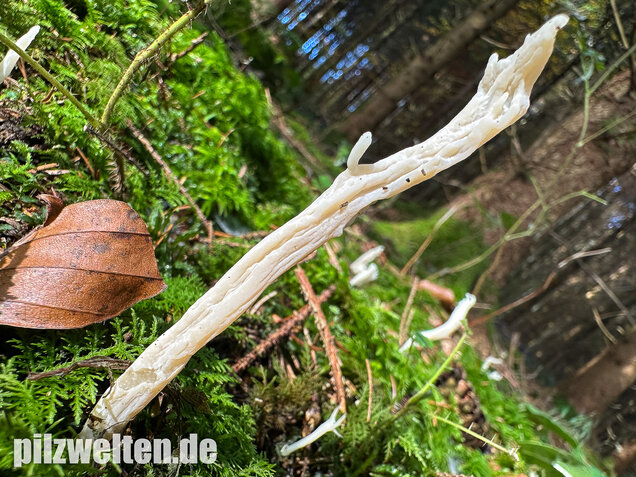 Runzelige Koralle, Runzeliger Keulenpilz, Clavulina rugosa