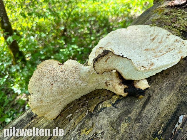 Schuppiger Porling, Cerioporus squamosus
