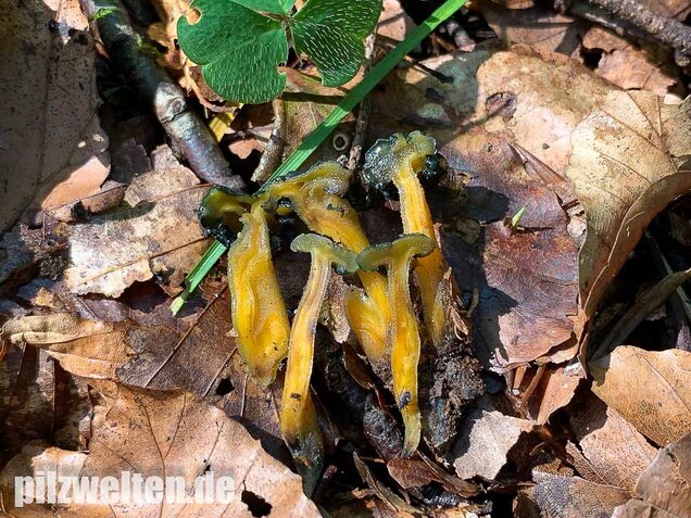 Schwarzgrünes Gallertkäppchen, Leotia viscosa
