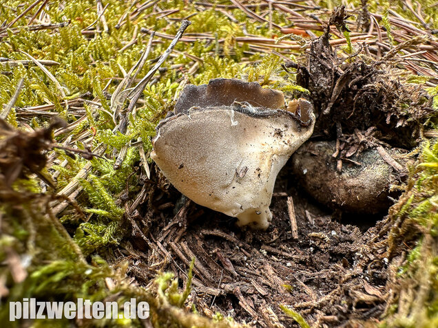 Schwarzweiße Rippen-Becherlorchel, Dissingia leucomelaena