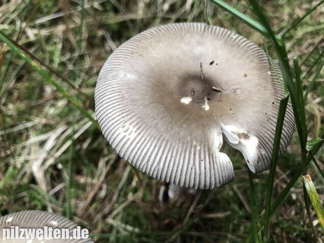 Silbergrauer Scheidenstreifling, Amanita argentea