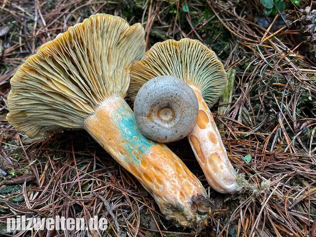 Spangrüner Kiefernreizker, Lactarius semisanguifluus