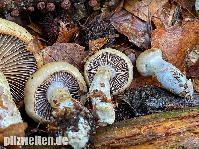 Violettblättriger Schleimfuß, Cortinarius delibutus