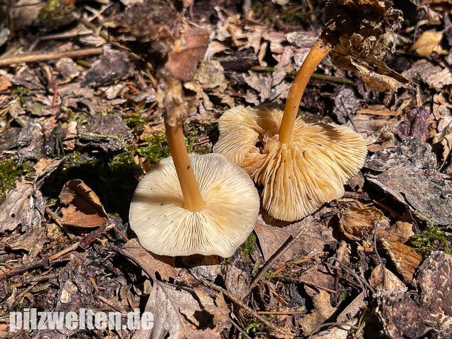 Waldfreundrübling, Gemeiner Rübling, Gymnopus dryophilus