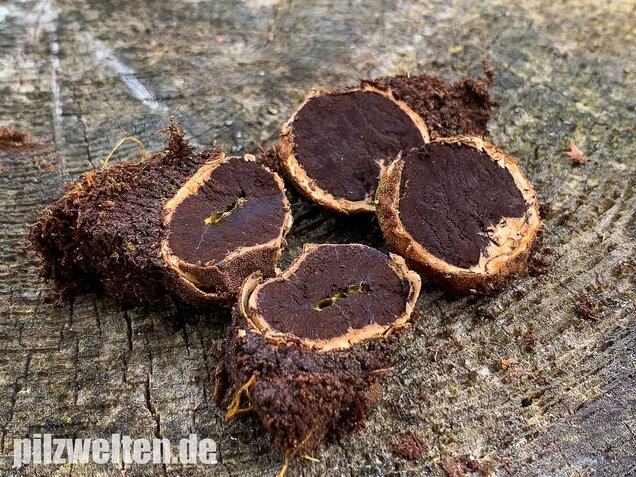 Warzige Hirschtrüffel, Elaphomyces granulatus