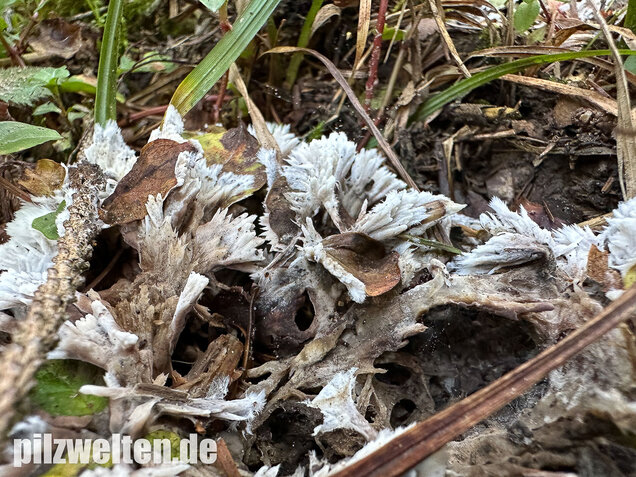 Weißer Warzenpilz, Blumenlederkoralle, Thelephora penicillata