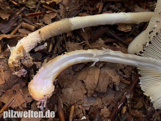 Wolliggestiefelter Schirmling, Lepiota clypeolaria