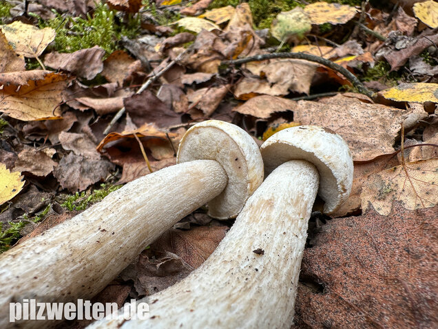 Wollstieliger Raufußröhrling (weiße Form), Leccinum cyaneobasileucum