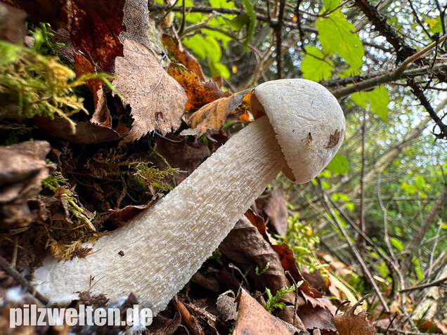 Wollstieliger Raufußröhrling (weiße Form), Leccinum cyaneobasileucum