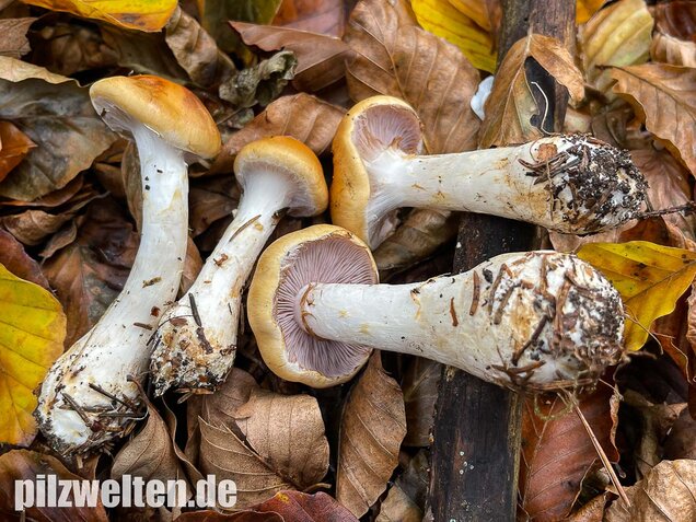 Ziegelgelber Schleimkopf, Semmelgelber Schleimkopf, Cortinarius varius