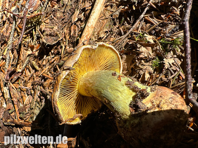 Anisklumpfuß, Cortinarius odorifer