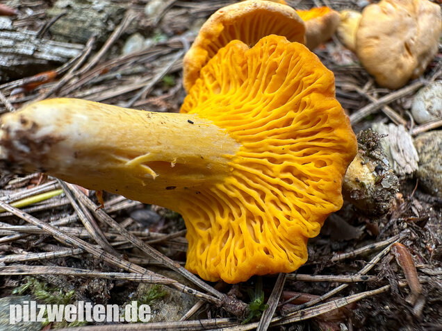 Bereifter Pfifferling, Blasser Nadelwaldpfifferling, Cantharellus subpruinosus