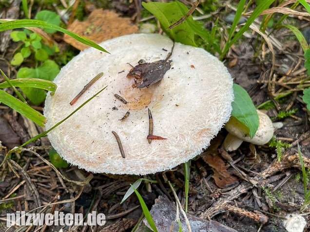 Blasser Birkenmilchling, Lactarius pubescens