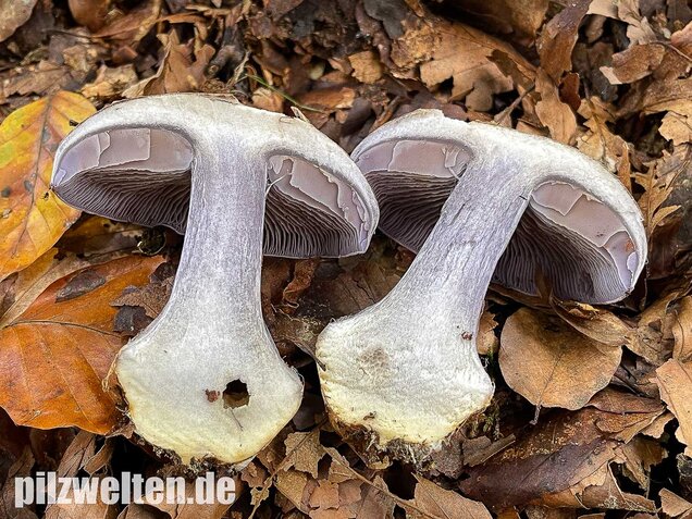 Blauer Klumpfuß, Cortinarius caerulescens