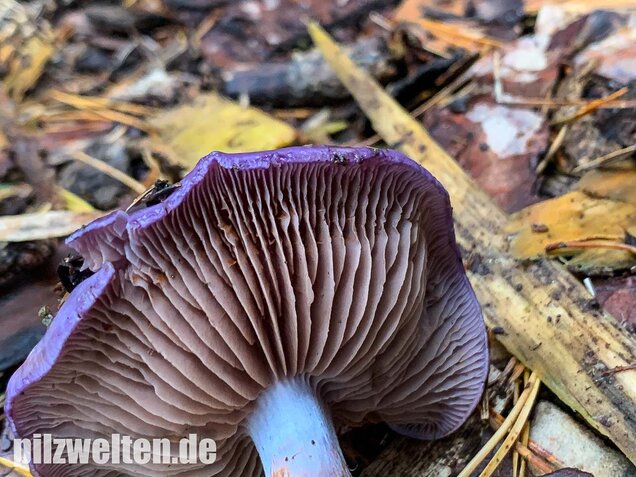 Blauer Schleimfuß, Cortinarius salor