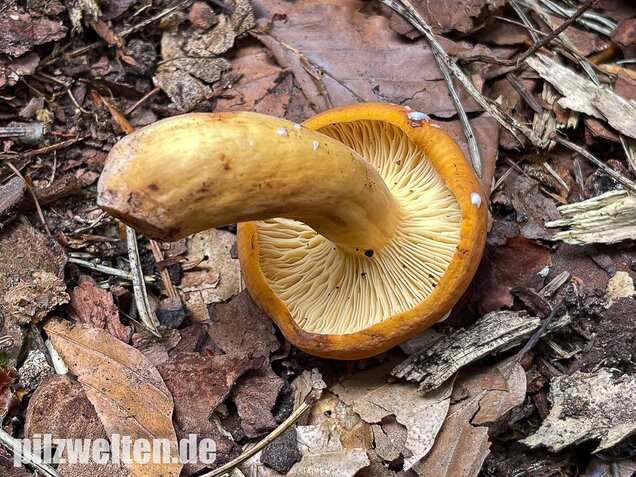 Milchbrätling, Lactifluus volemus
