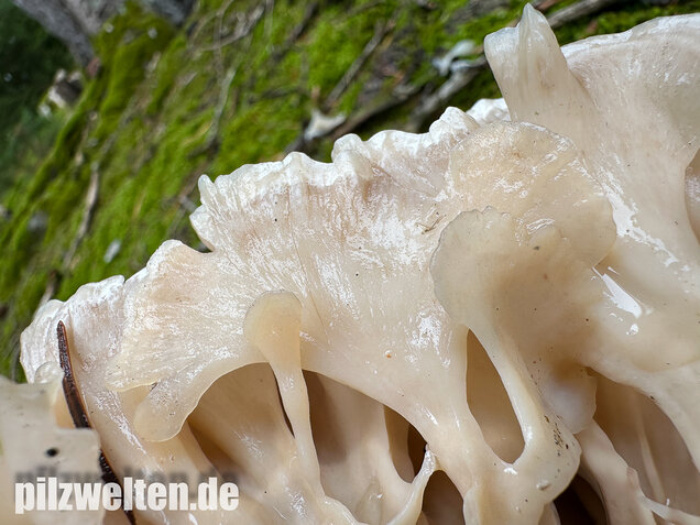 Breitblättrige Glucke, Sparassis brevipes