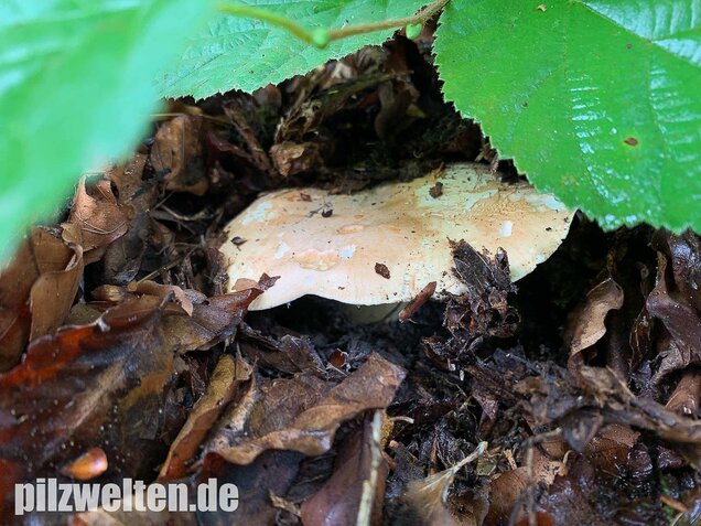 Dreifarbiger Krempentrichterling, Leucopaxillus compactus